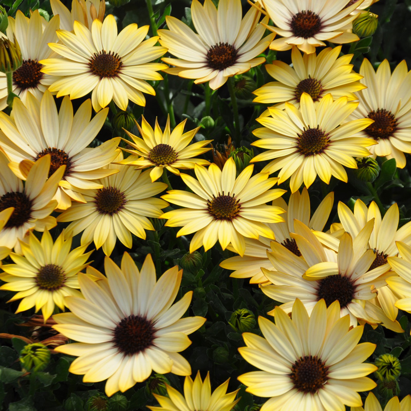 Osteospermum compact